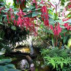 Botanischer Garten - Muenchen 01