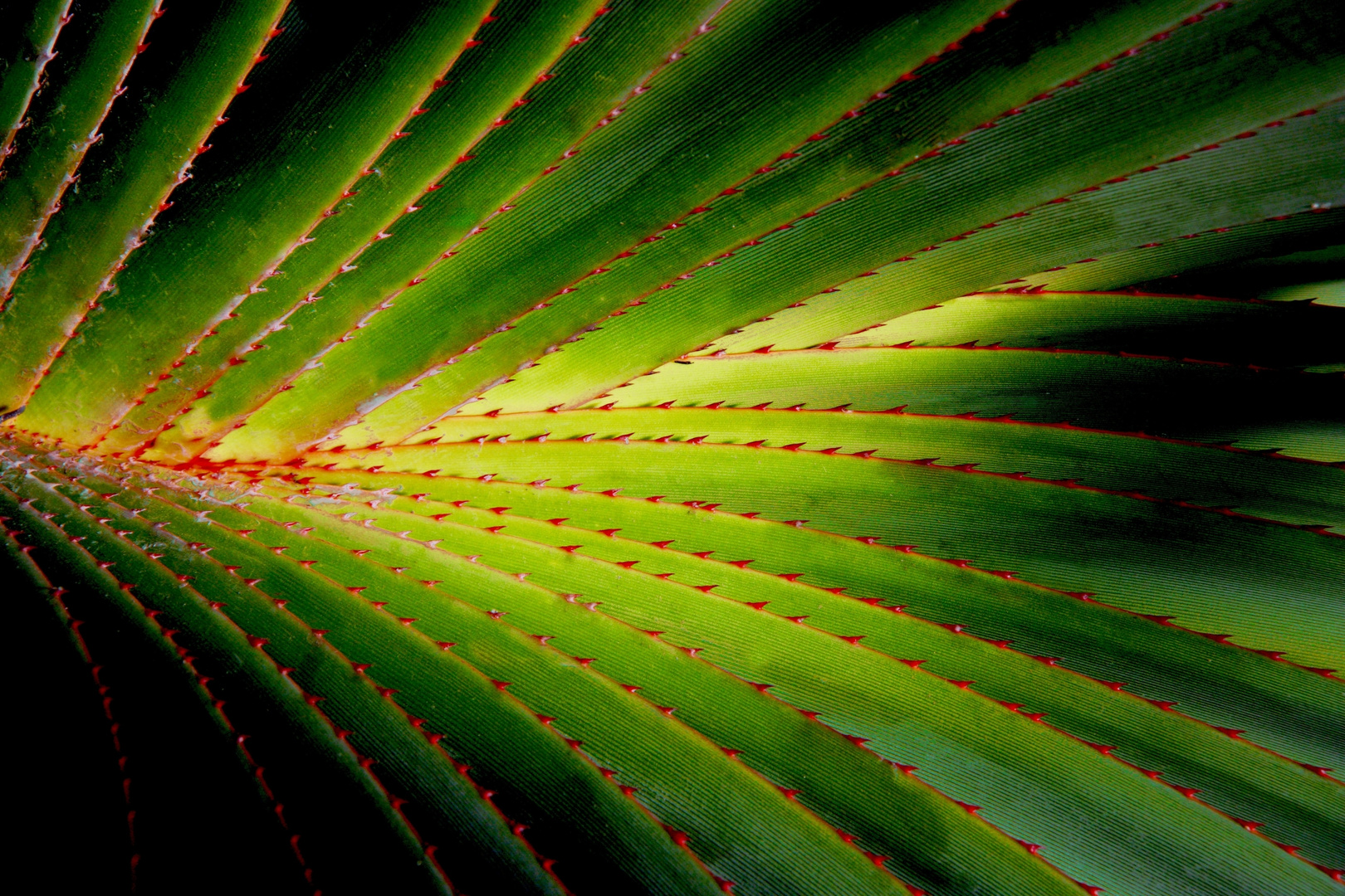 Botanischer Garten München