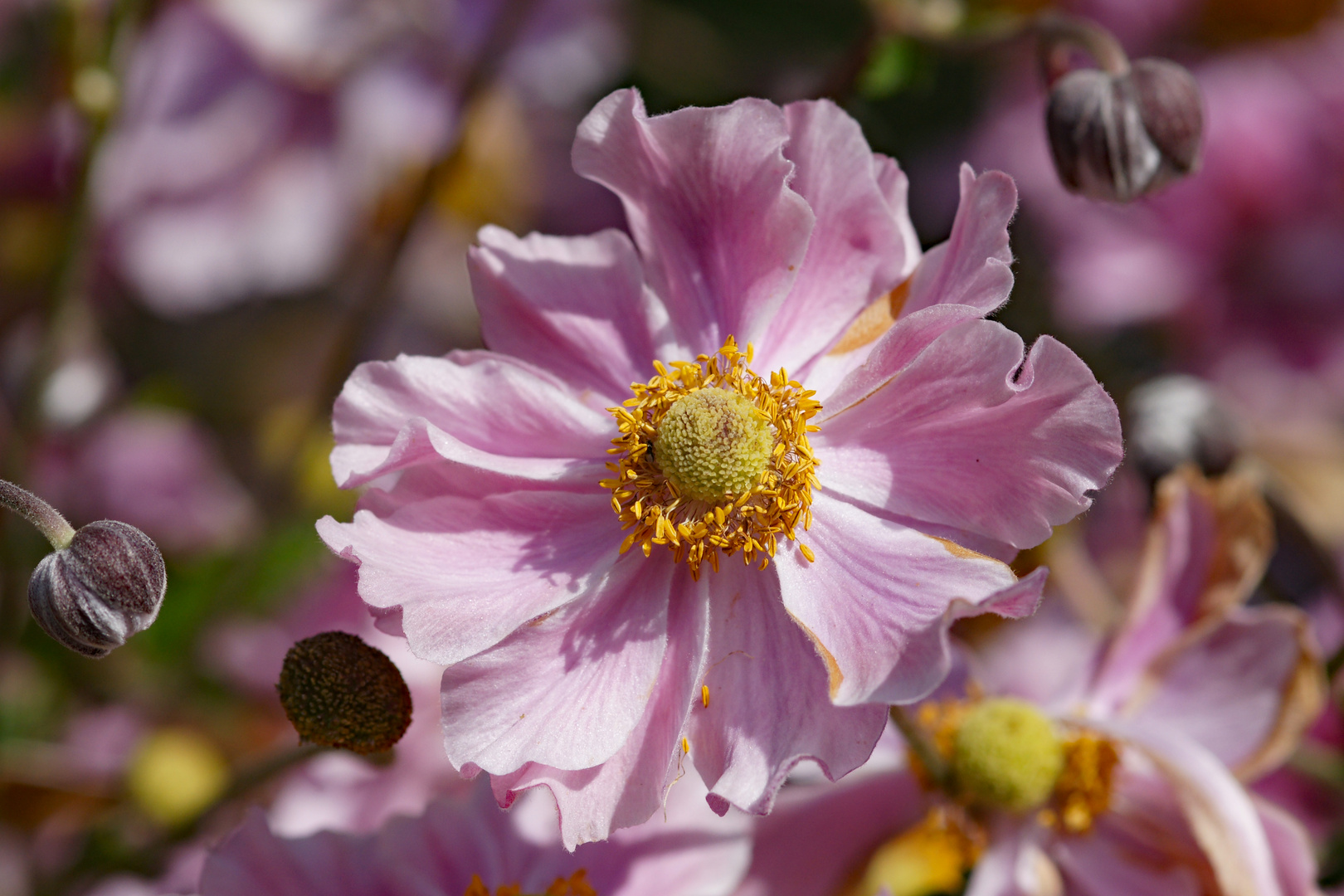 Botanischer Garten, München