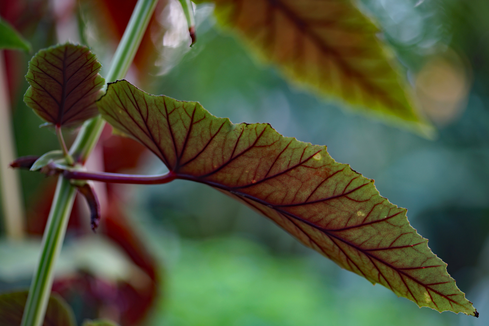 Botanischer Garten München