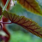 Botanischer Garten München