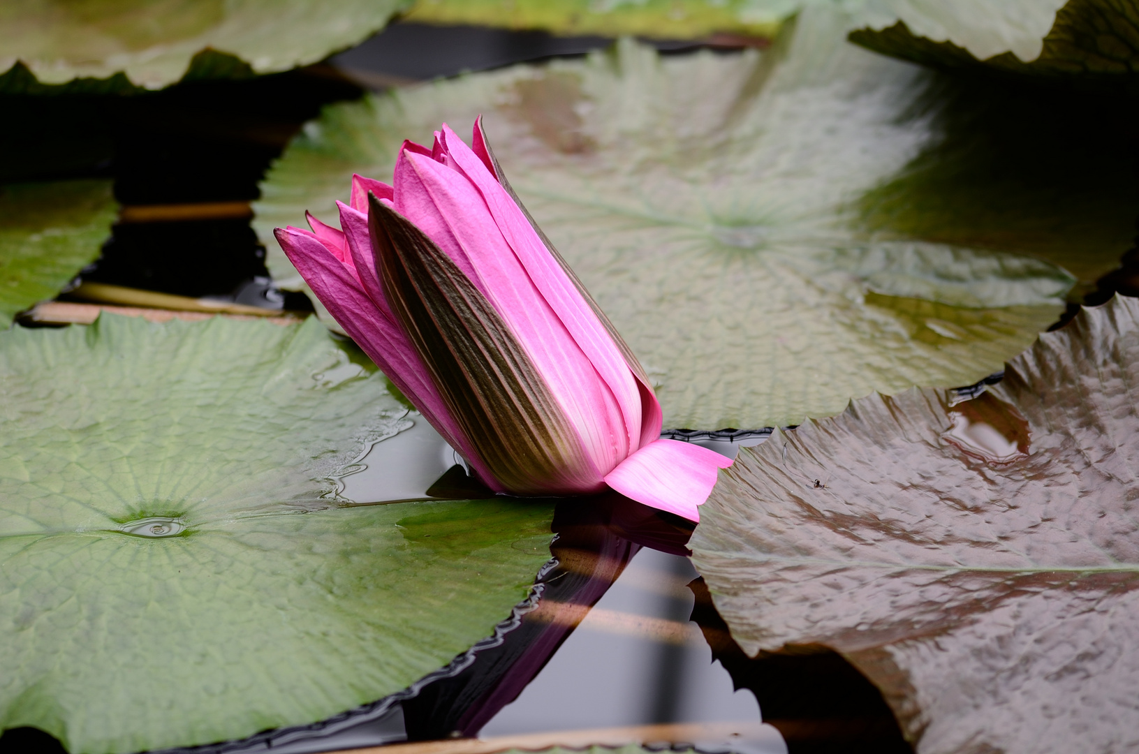 Botanischer Garten München 2015