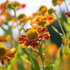 Botanischer Garten, München