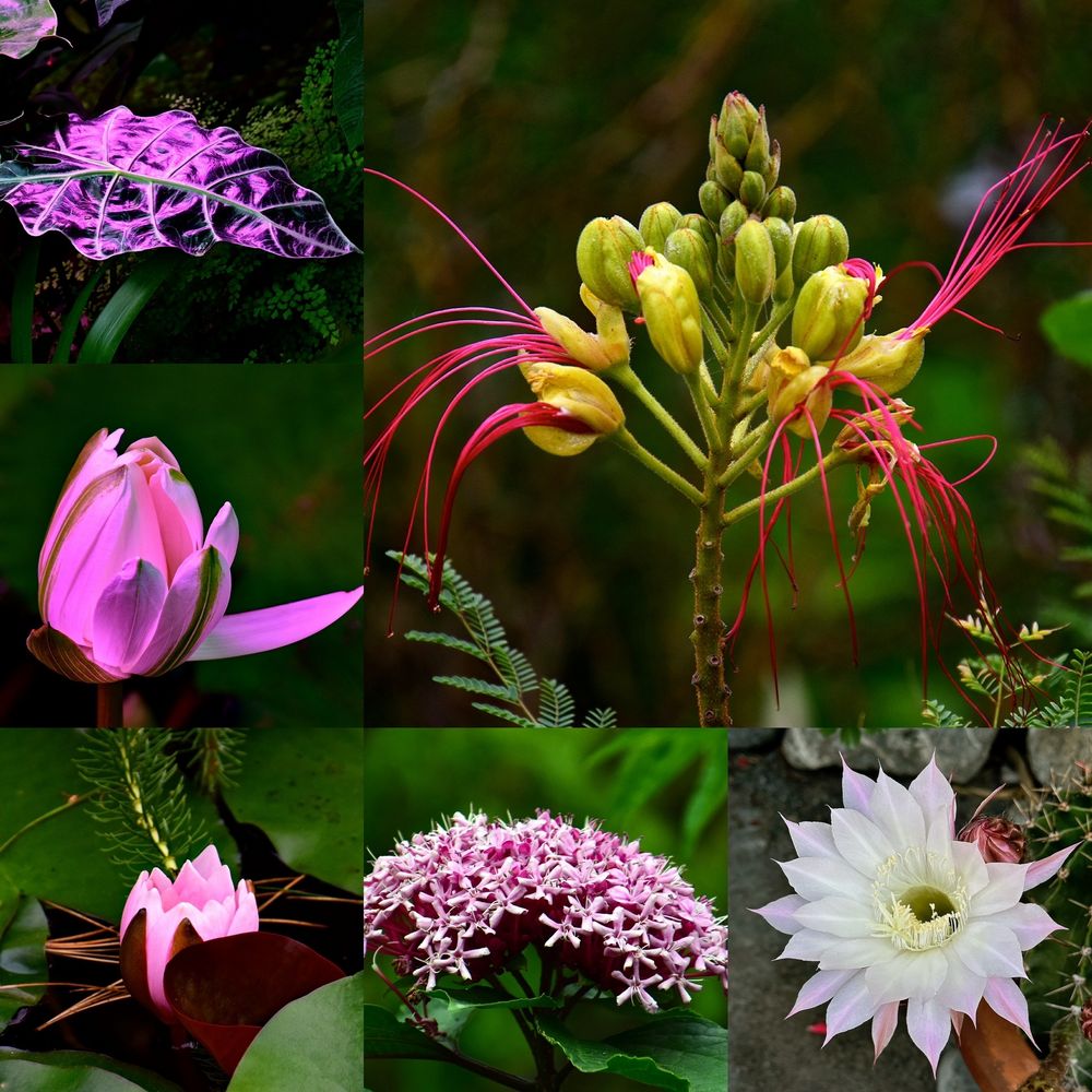 Botanischer Garten München