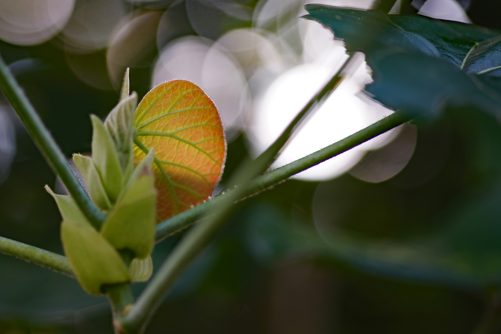 Botanischer Garten München