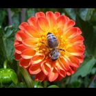 Botanischer Garten München