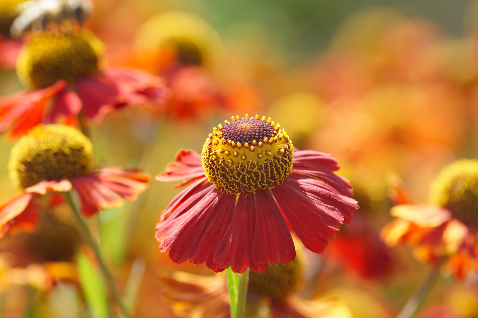 Botanischer Garten, München