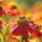 Botanischer Garten, München