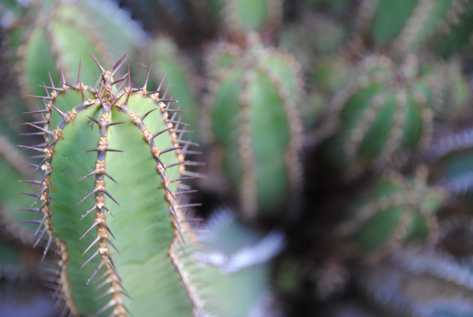 Botanischer Garten, München