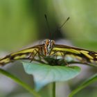 Botanischer Garten, München