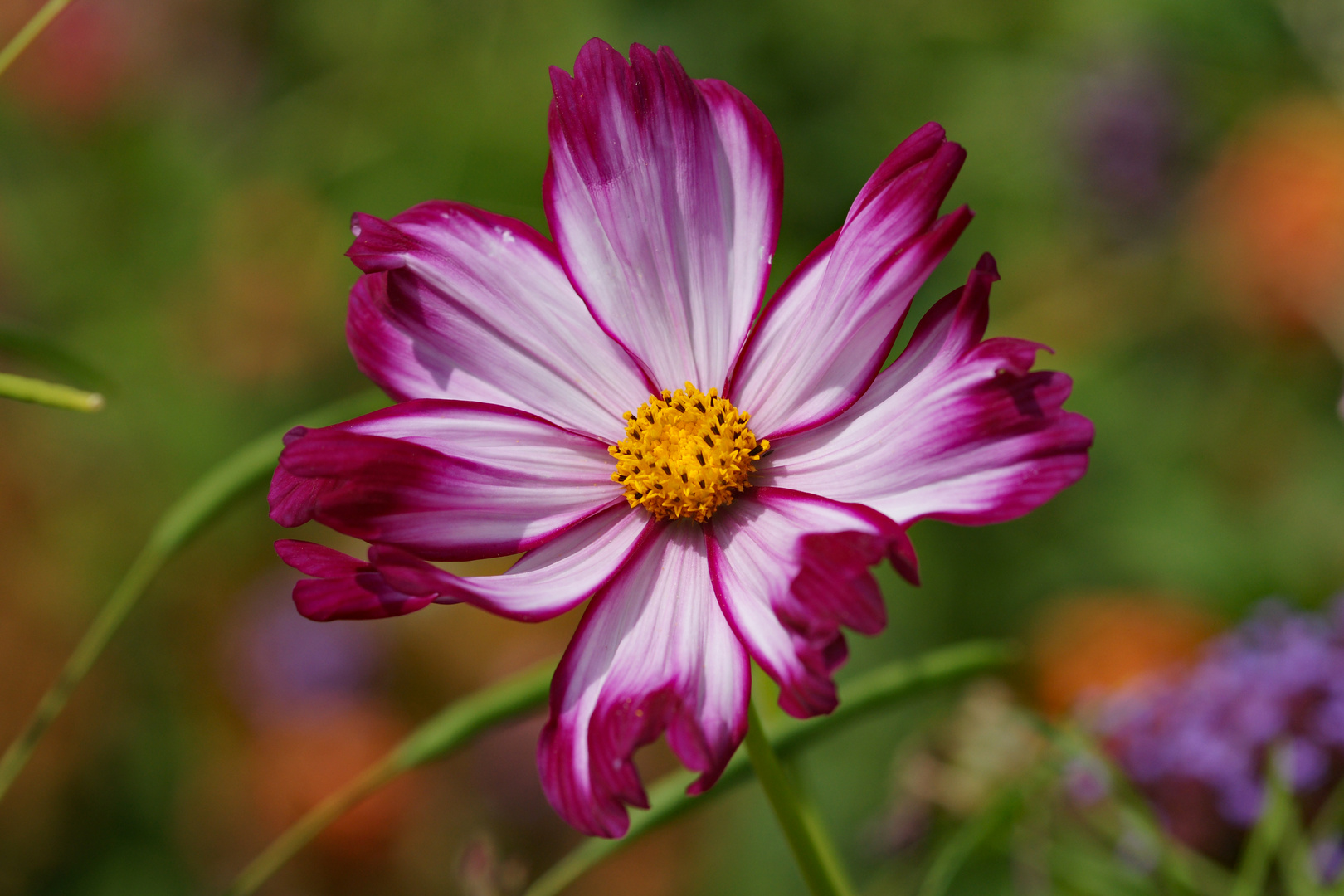 Botanischer Garten, München