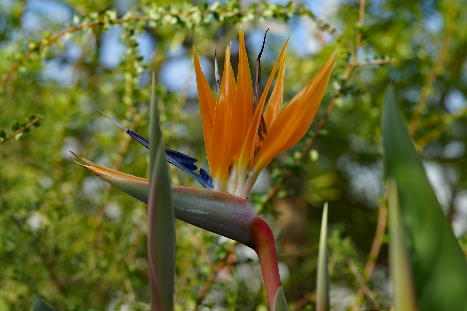 Botanischer Garten München