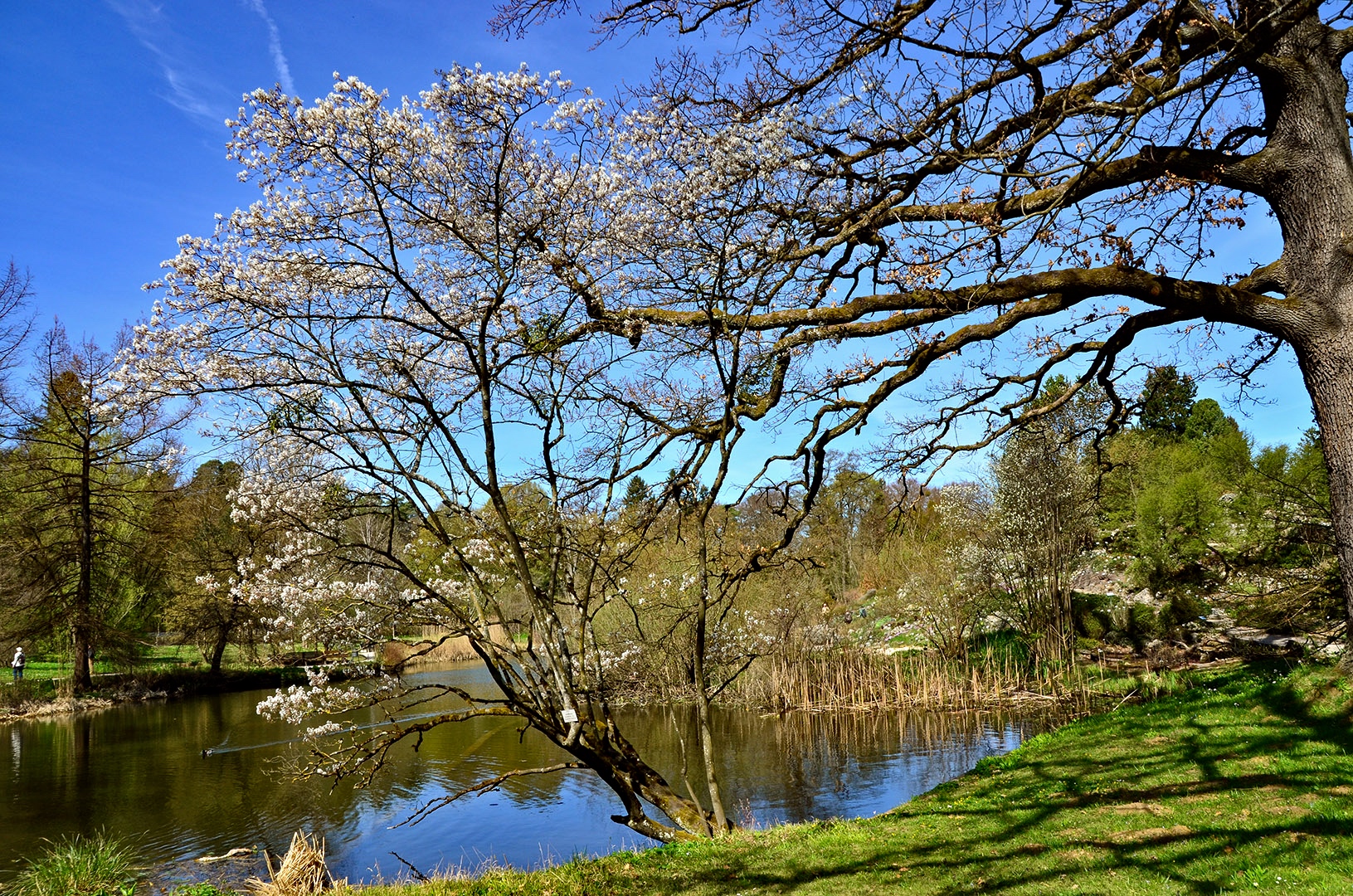 Botanischer Garten München