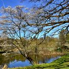 Botanischer Garten München