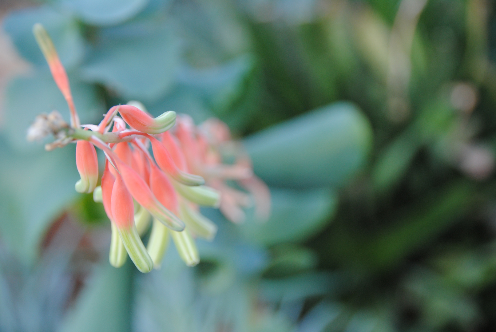 Botanischer Garten, München