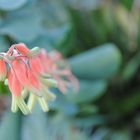 Botanischer Garten, München