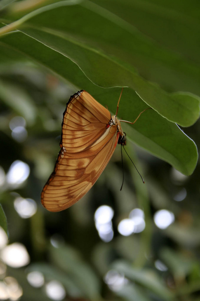 Botanischer Garten München