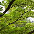 Botanischer Garten München - Frühlingsgrün