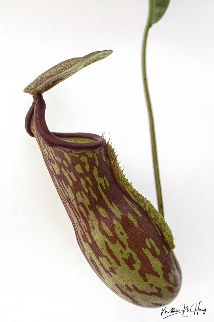 Botanischer Garten München | Grünzeug I