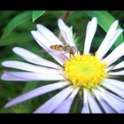 Botanischer Garten München Teil 2