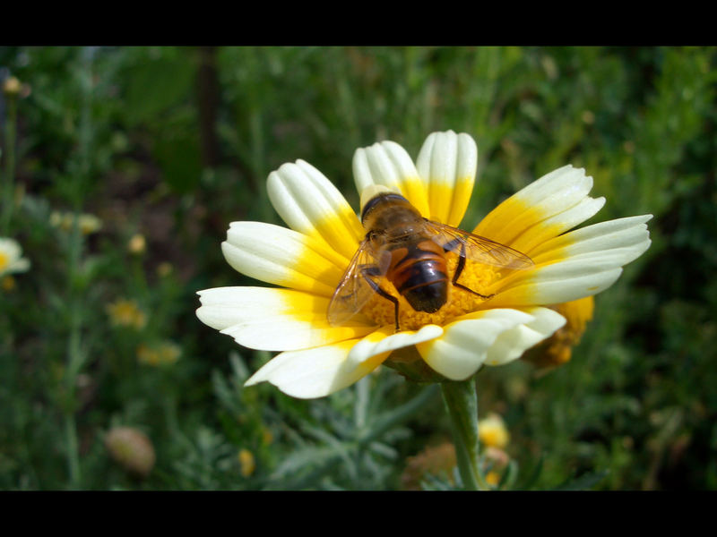 Botanischer Garten München Teil 4