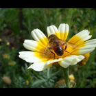 Botanischer Garten München Teil 4