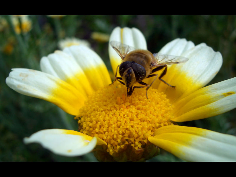 Botanischer Garten München Teil 5