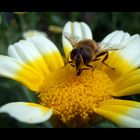 Botanischer Garten München Teil 5