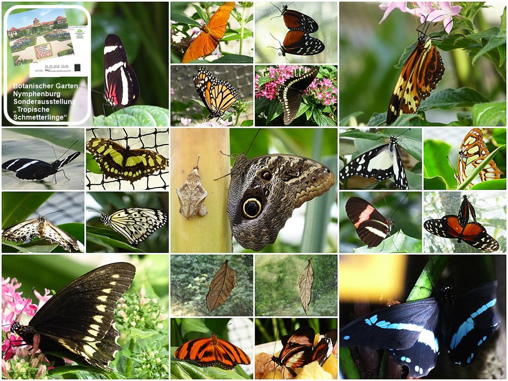 Botanischer Garten München Tropische Schmetterlinge Foto & Bild