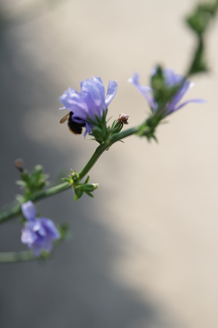 Botanischer Garten Münster #3