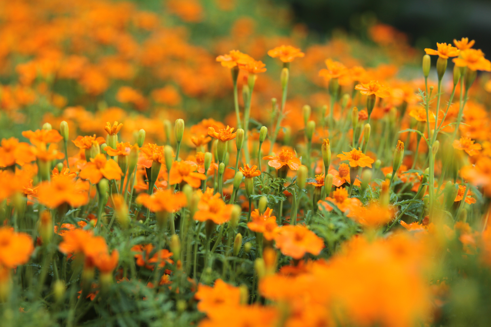 Botanischer Garten Münster #4