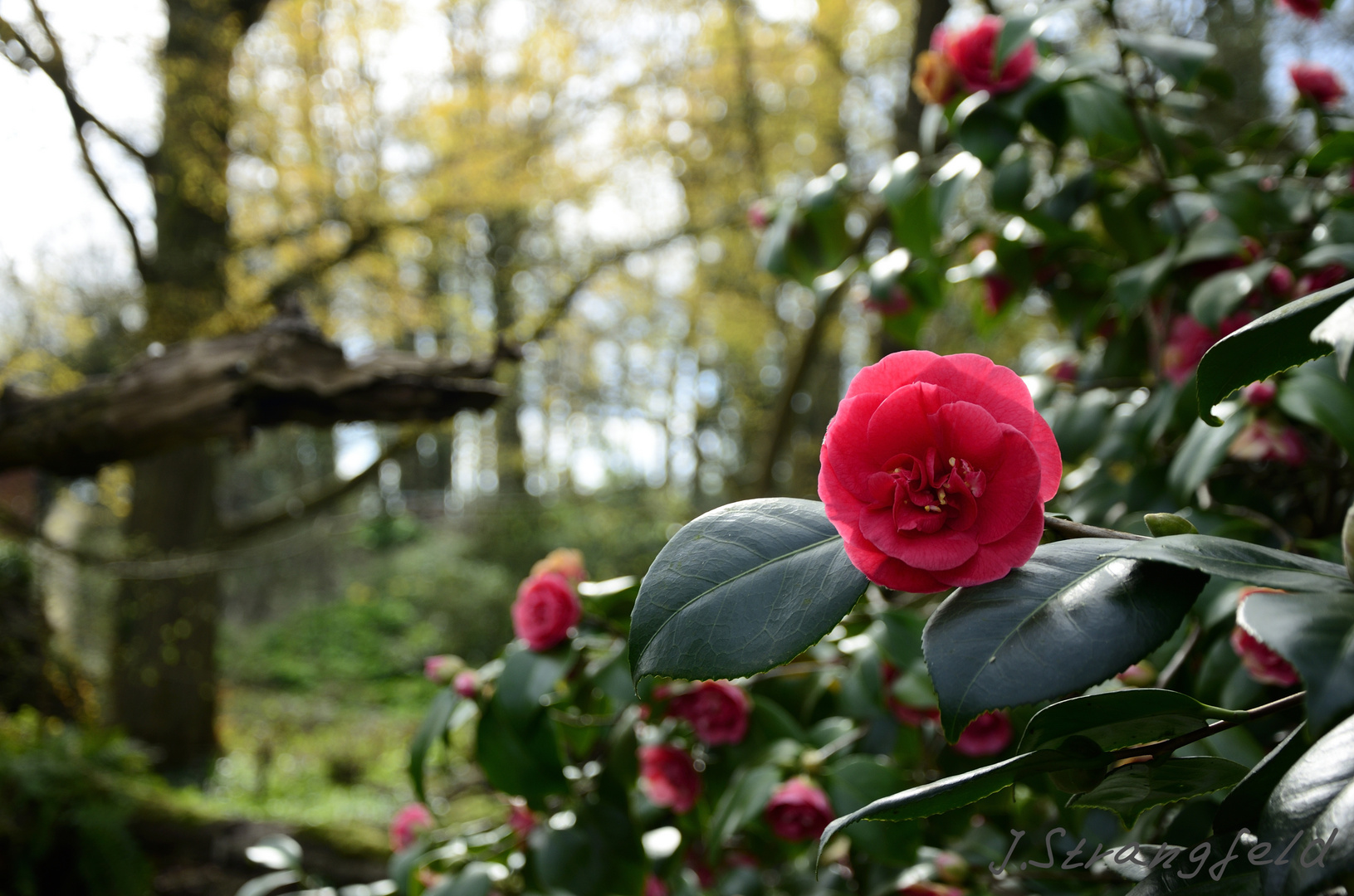 Botanischer Garten Münster