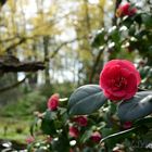 Botanischer Garten Münster