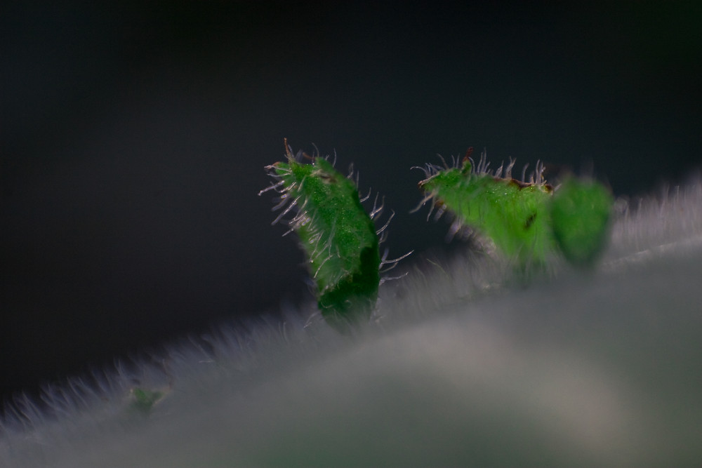 Botanischer Garten OS