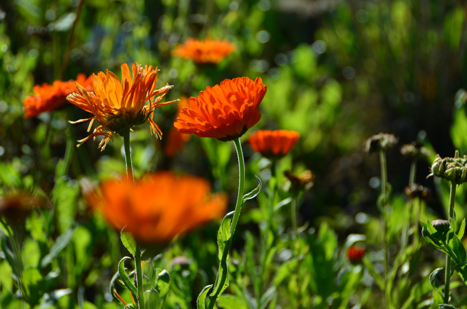 Botanischer Garten Os