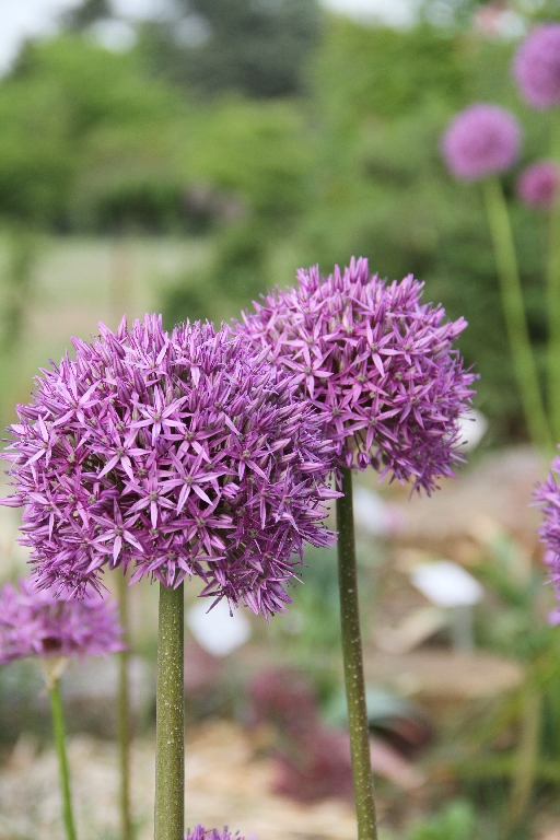 Botanischer Garten Osnabrück 35