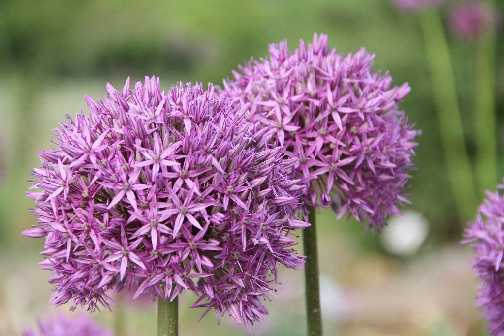 Botanischer Garten Osnabrück 36