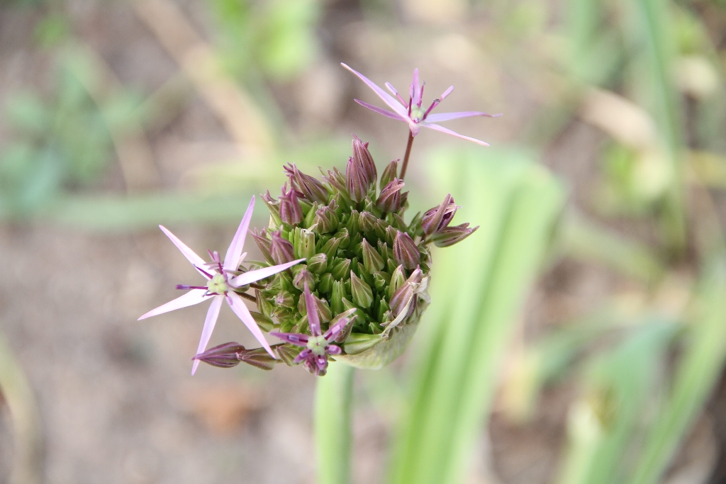 Botanischer Garten Osnabrück 41