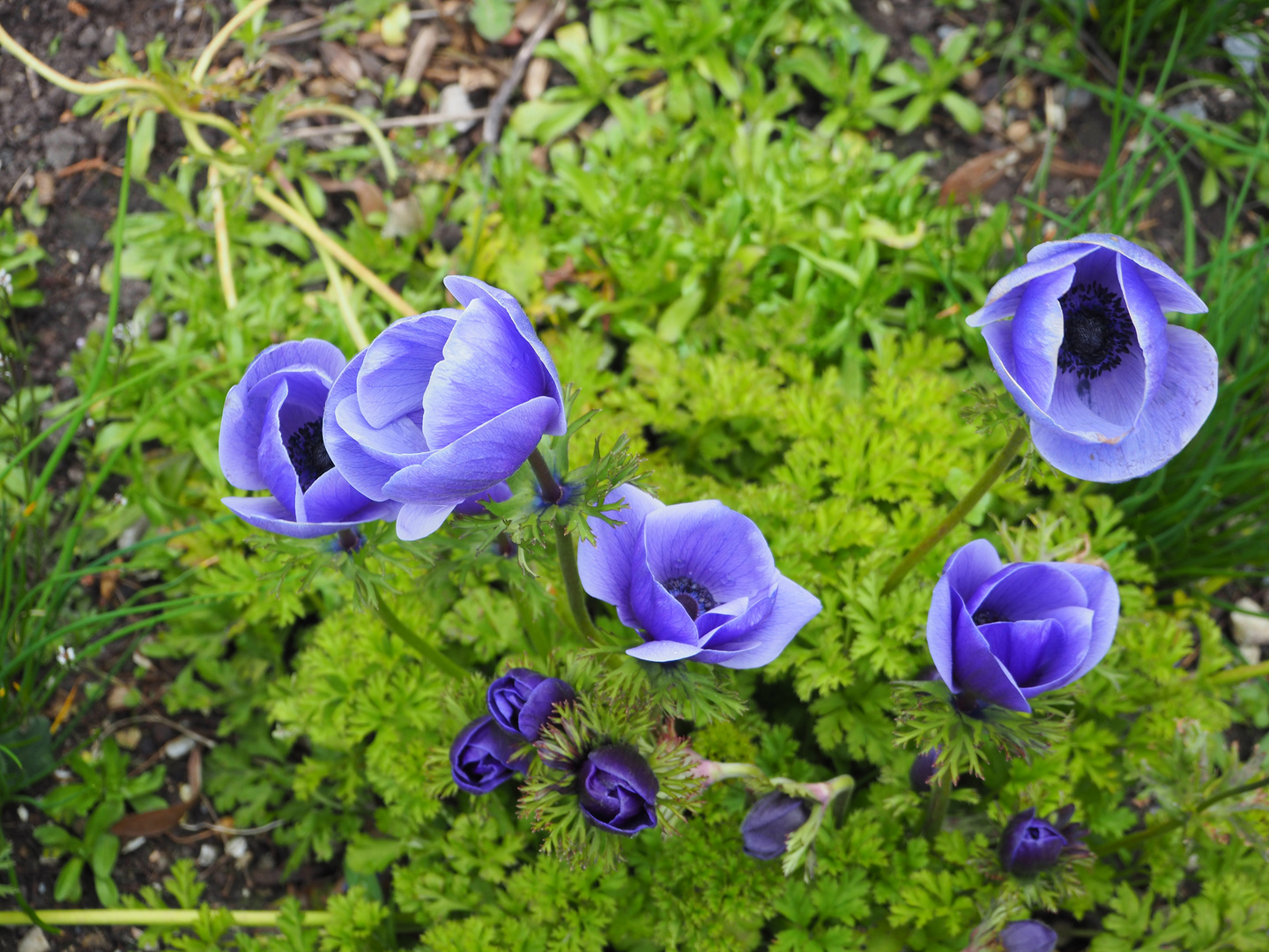 botanischer Garten P3270035