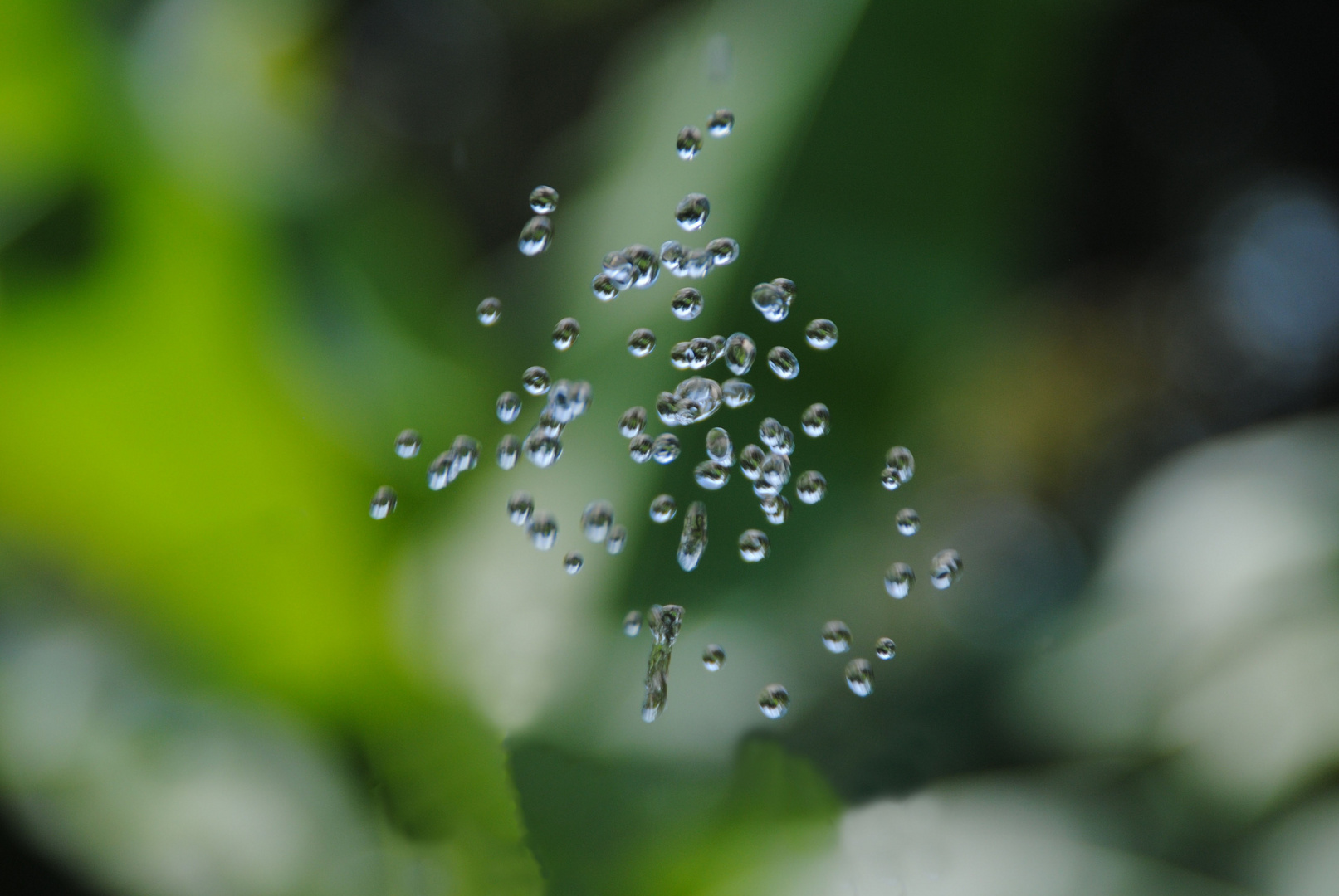 Botanischer Garten, Padua Italien