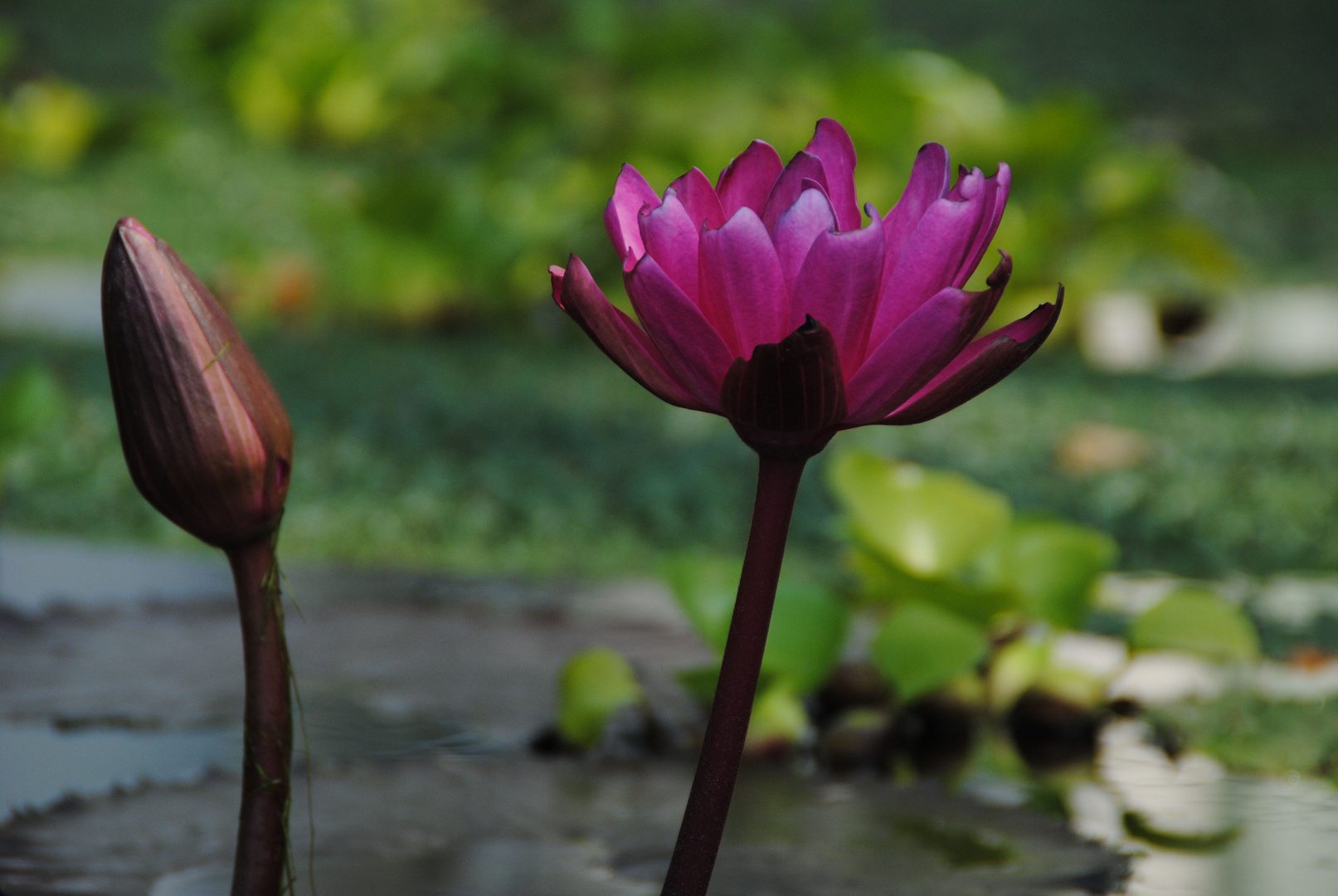 Botanischer Garten Padua Italien Foto Bild Natur Landschaft