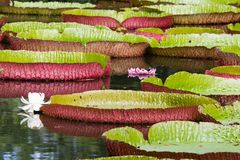 Botanischer Garten Pamplemousse