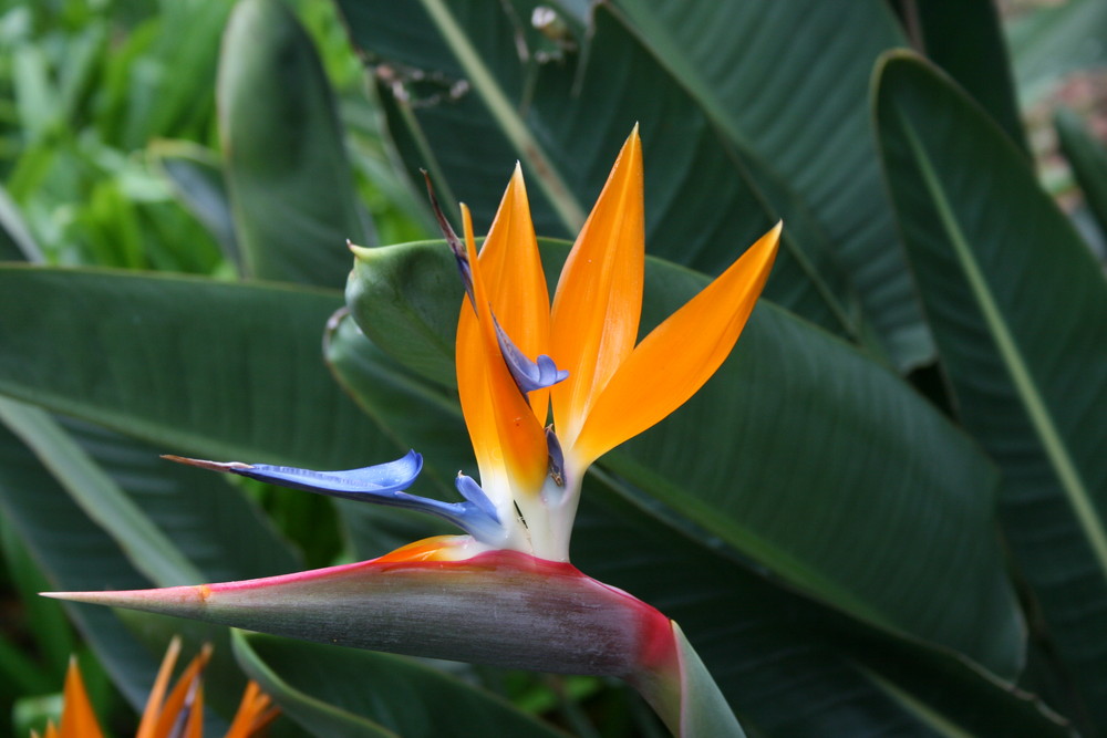 Botanischer Garten Puerto De La Cruz Tenerife Foto Bild