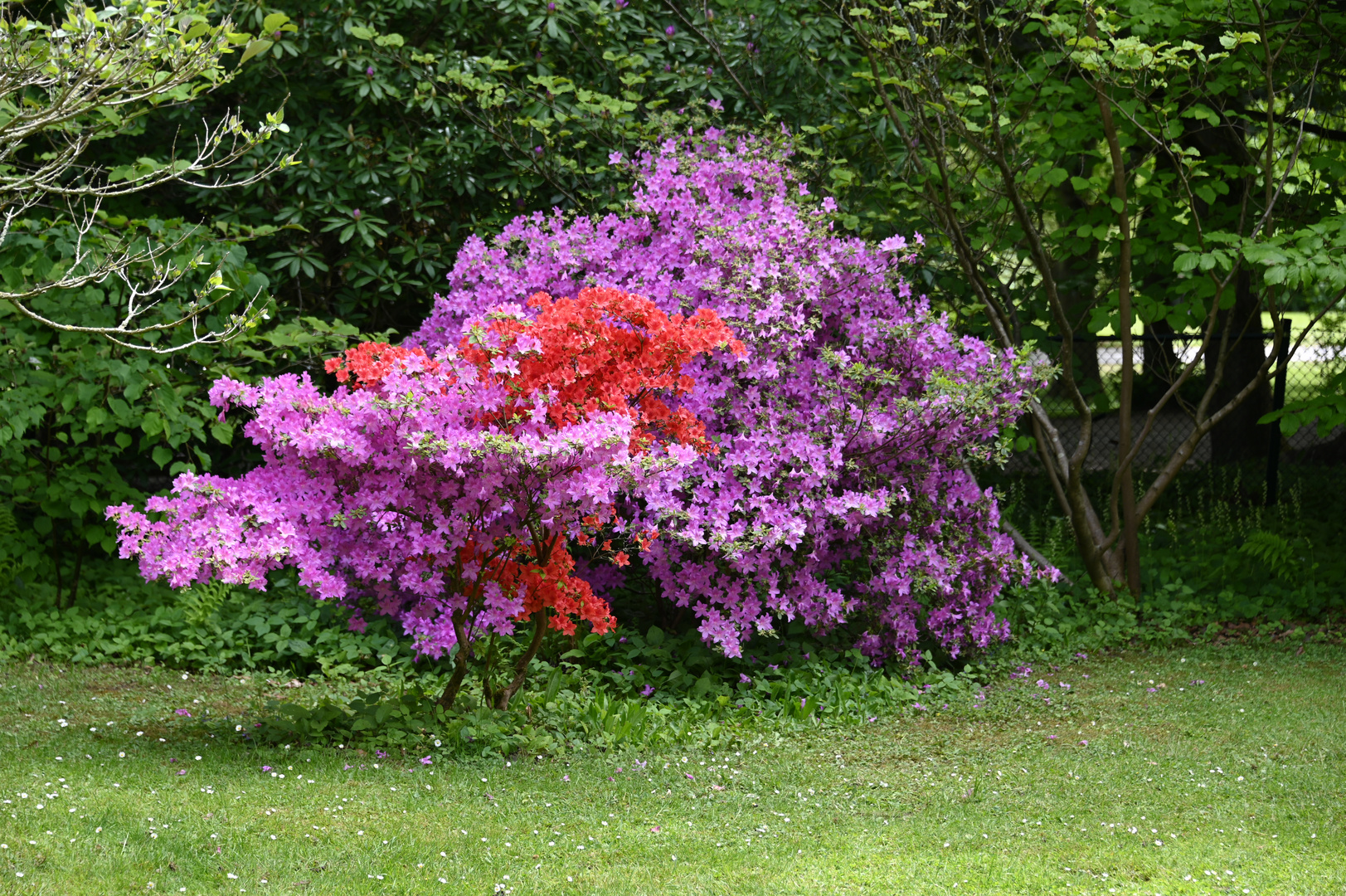 Botanischer Garten Rombergpark Dortmund