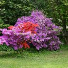 Botanischer Garten Rombergpark Dortmund