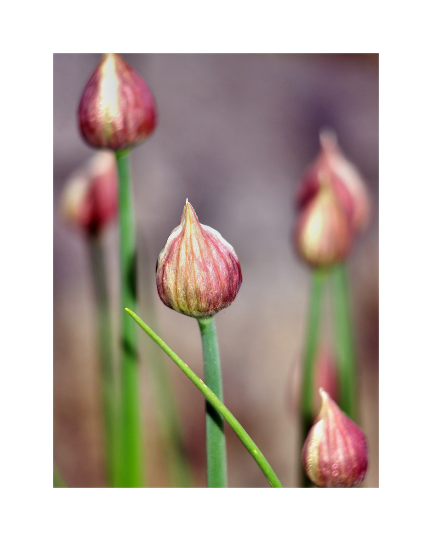 Botanischer Garten Rostock