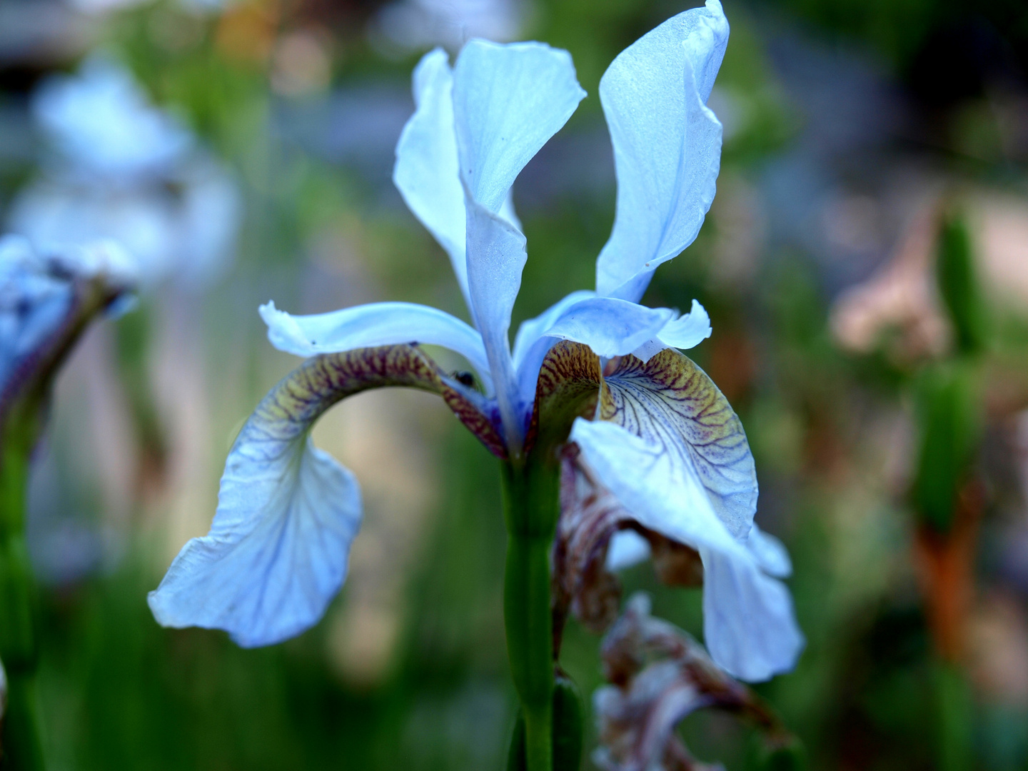 Botanischer Garten Rostock Foto Bild Pflanzen Pilze