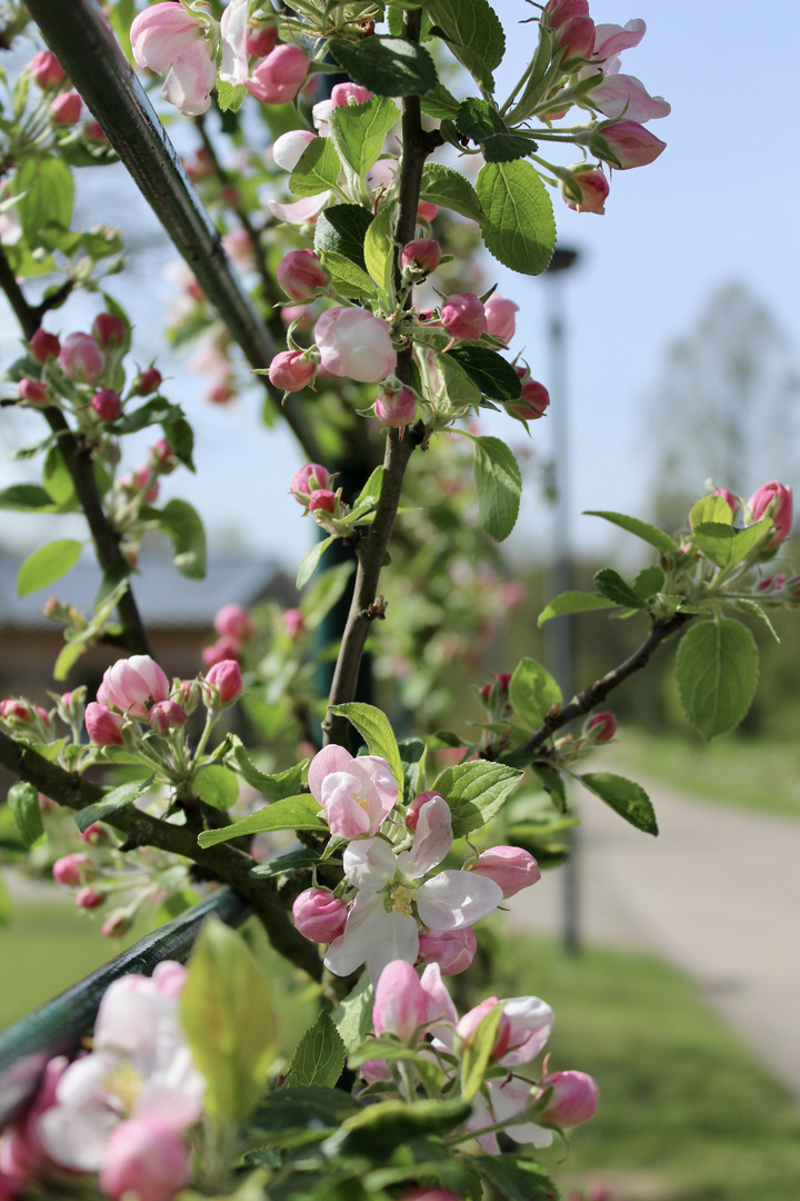 Botanischer Garten Rostock 