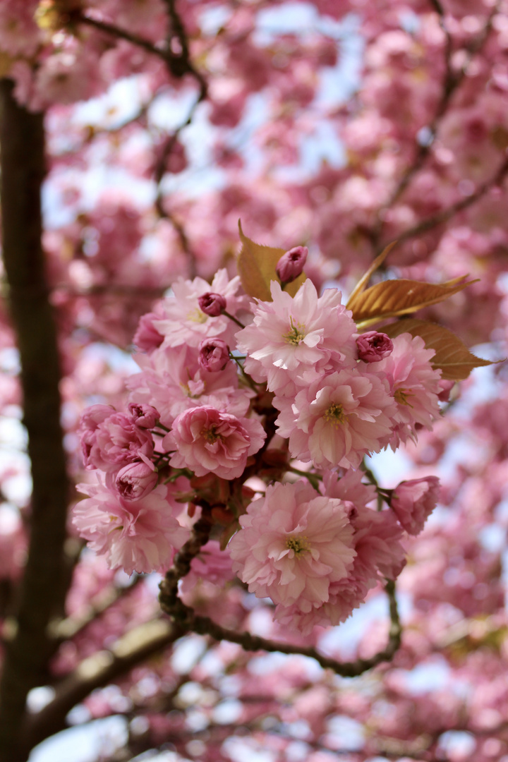 Botanischer Garten Rostock 