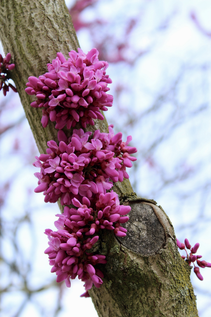 Botanischer Garten Rostock